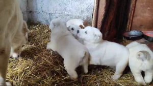 Среднеазиатская овчарка Алабай Щенки