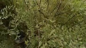 Обрезка спиреи