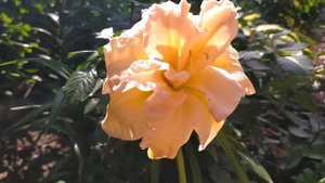 Лилейник Пегги Джефкоут (Peggy Jeffcoat).