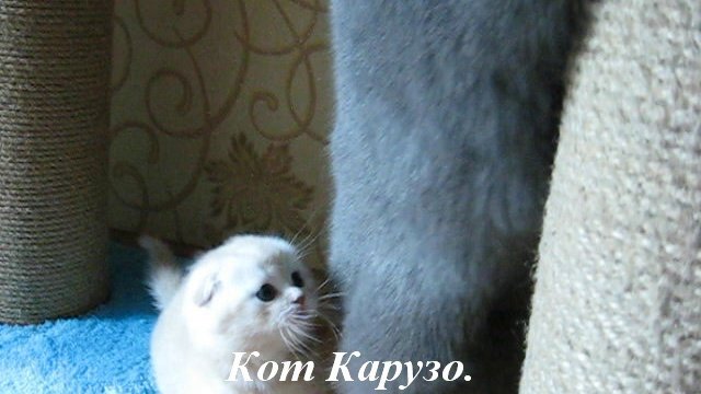 Шотландские котята. ПРОДАЖА.
