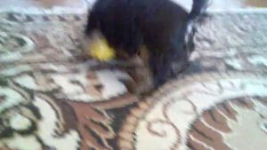 Мини йорк "Зингер" питомник йоркширских терьеров xx-vek