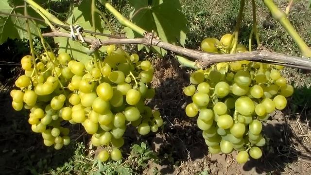 Виноград Супер Экстра