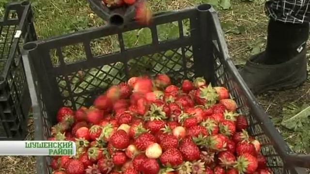 Вся земля - клубнике смотреть онлайн