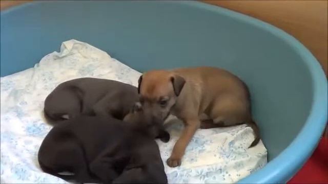 Italian Greyhound puppy 22 days old - Stupor Mundi MALAIKA смотреть онлайн