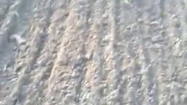 Трактор Т-16 мг с боронами . смотреть онлайн