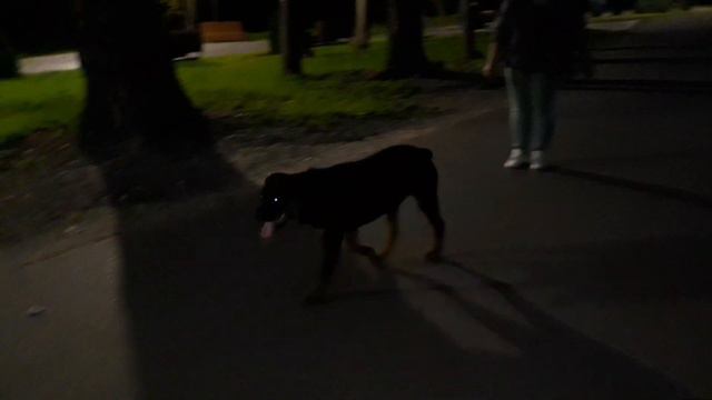 Ротвейлер 🌟Парк,работа ,,место,, на контакте и понимании щенком команды /второе занятие/ смотреть онлайн