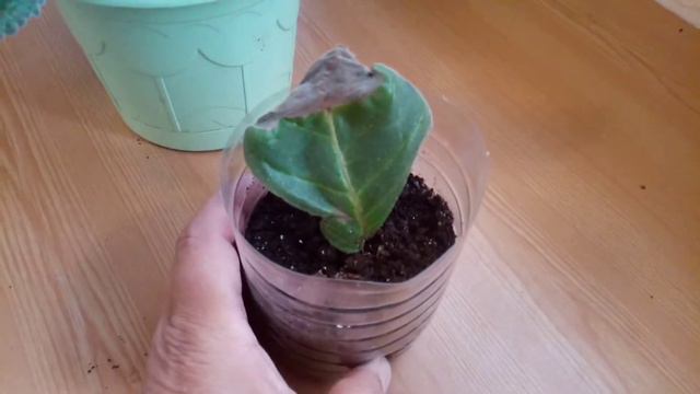 Как поживает моя глоксиния, смотреть онлайн