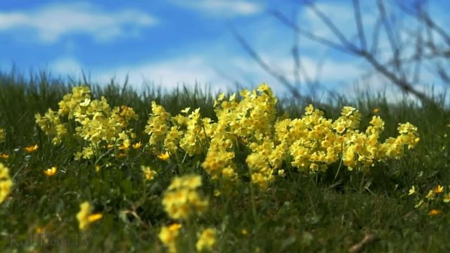 "Разве зависит любовь от времени года" - исп. Сергей Гвоздика смотреть онлайн