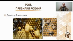 Рои, признаки роения пчёл. Как понять что пчёлы роятся? Отрывок из курса для пчеловодов. Маточники.
