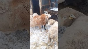 1.01.2023 овца в охоте