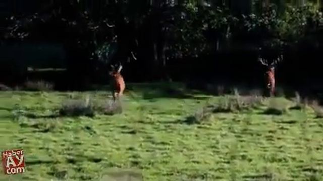 Вожак оленей разогнал молодых самцов! смотреть онлайн