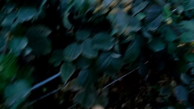 Урожайный сорт малины 12 кг с куста смотреть онлайн