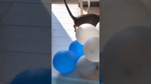 Кошка бегает по дому