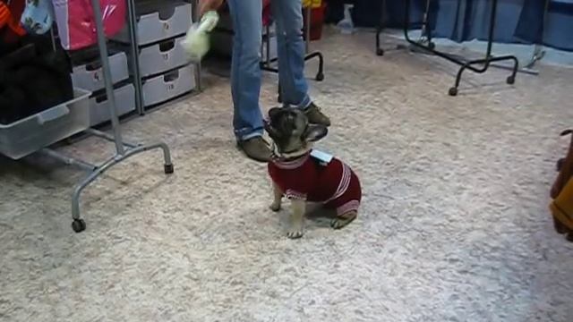 Вязаная одежда для собаки -работа ЗООателье НЮАНС