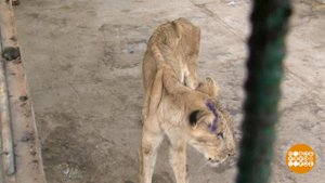 В мире. Голодающие львицы. Доброе утро. Фрагмент выпуска от 07.02.2020