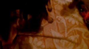 Щенки добермана