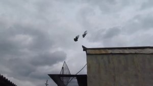 Курские турманы 23