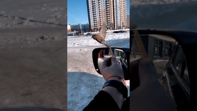 Воробьи накинулся на картошку фри