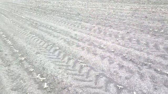 Выращивание подсолнуха от А до Я смотреть онлайн