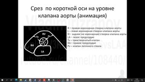 ЭхоКГ Аккредсценарии 2 и 3 Часть 4 2022 04 12 14 47 27