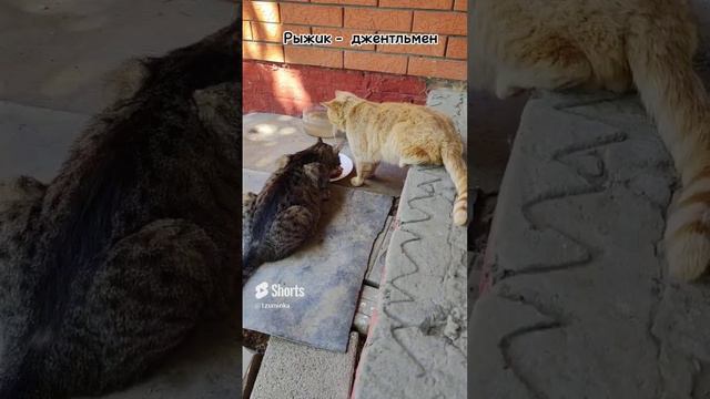 Бездомыши Мамуся и Рыжик.