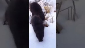 нутрии нападают на человека