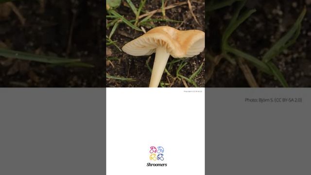 Fairy ring champignon (Marasmius oreades) | Lookalikes | Practical Short Profile | Shroomers