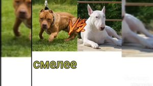 Питбуль против бультерьера.Кто победит