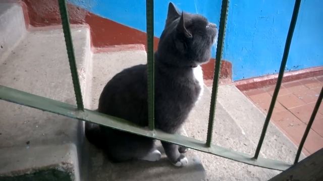 Кот Котофеич