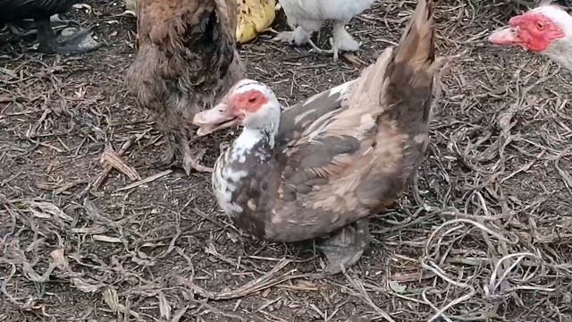 Мои помесные куры и петушки / 13 уточек и 3 селезня / Почему утки несутся осенью? смотреть онлайн