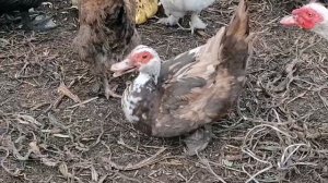 Мои помесные куры и петушки / 13 уточек и 3 селезня / Почему утки несутся осенью?