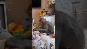 Боря сдался, не прошло и 2х суток #monkey #обезьяна #макака #macaque #macaca