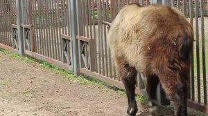 Сычуаньский такин в Гродненском зоопарке.