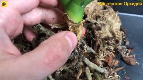 Как спасти УМИРАЮЩУЮ ОРХИДЕЮ? Срочно начинаем РЕАНИМИРОВАТЬ орхидею пока еще не ПОЗДНО!