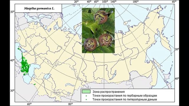 Мушмула германская (запрещенное видео!) смотреть онлайн