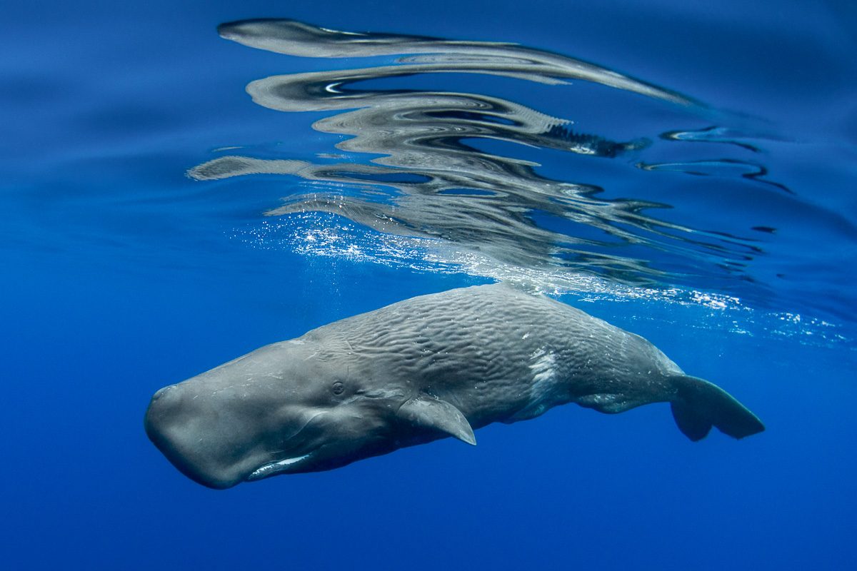 КАШАЛОТ: В чем секрет кашалота? Интересные факты о китах и морских обитателях
