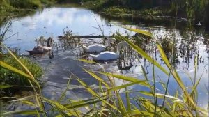 На рыбалке   Лебеди