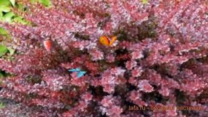 Барбарис тунберга Розетта (rosetta) ? обзор: как сажать, саженцы барбариса Розетта