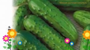 Огурец Надежный (Огурец). Краткий обзор, описание характеристик, где купить семена cucumis sativus