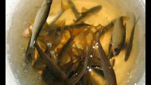 КАК ЛОВИТЬ НА ЖИВЦА. РЫБАЛКА НА ЖИВЦА. ТЫ НЕ БУДЕШ ЛОВИТЬ ЕСЛИ НЕ ЗНАЕШЬ ЭТОГО!