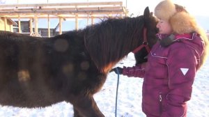 Жеребёнок. Занимаемся. Начало. Уступки.