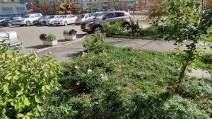 Цветочный городской двор