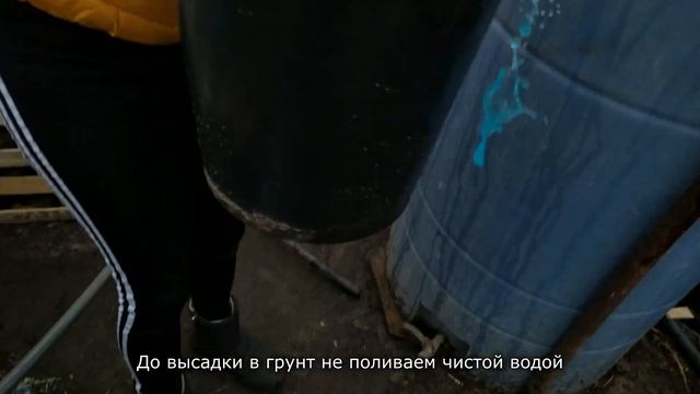 Чем мы кормим рассаду томатов до высадки в грунт! смотреть онлайн