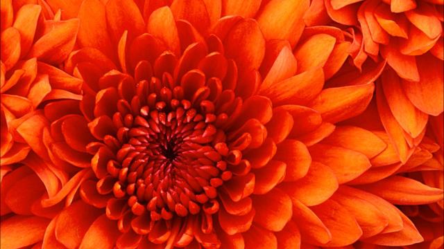 Sonata Op  1 No 15 E major HWV 373Adagio  Allegro - Handel