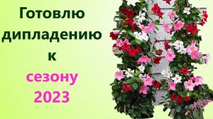 Подготовка взрослой дипладении к сезону 2023. Обзор черенков и семенной дипладении.