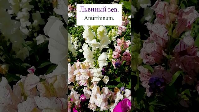 Львиный зев. (Antirrhinum).?