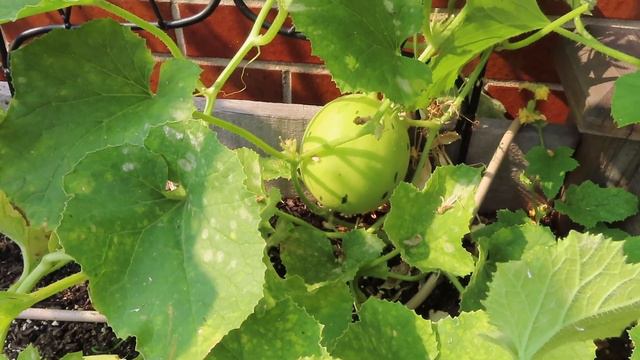 Dead Plants & A Watermelon Surprise | Garden With Me смотреть онлайн