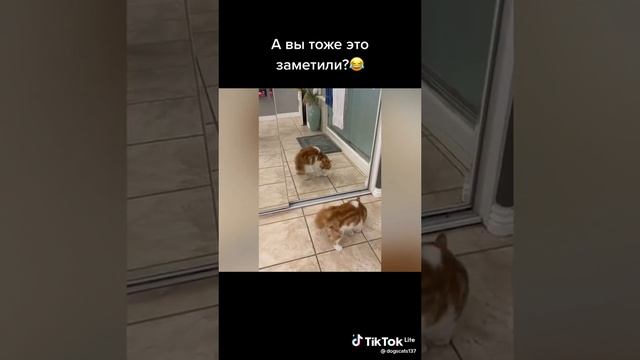 самые смешные видео ролики