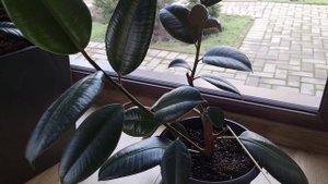 Формирование кроны Фикуса каучуконосного