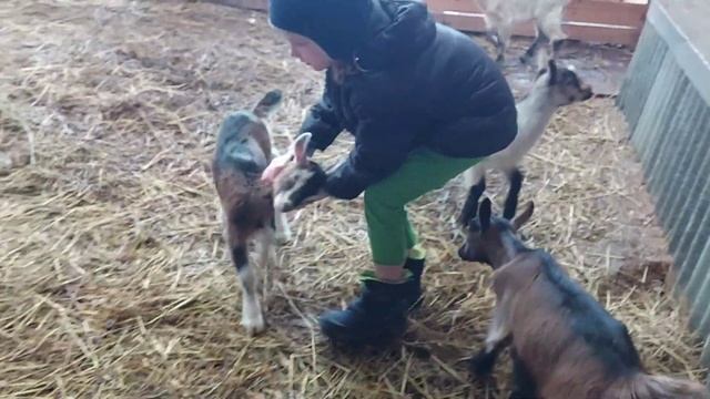 Альпийские дойные козы. ЛПХ "Добрая коза" смотреть онлайн